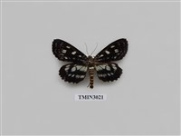 藏品(夜蛾650)的圖片